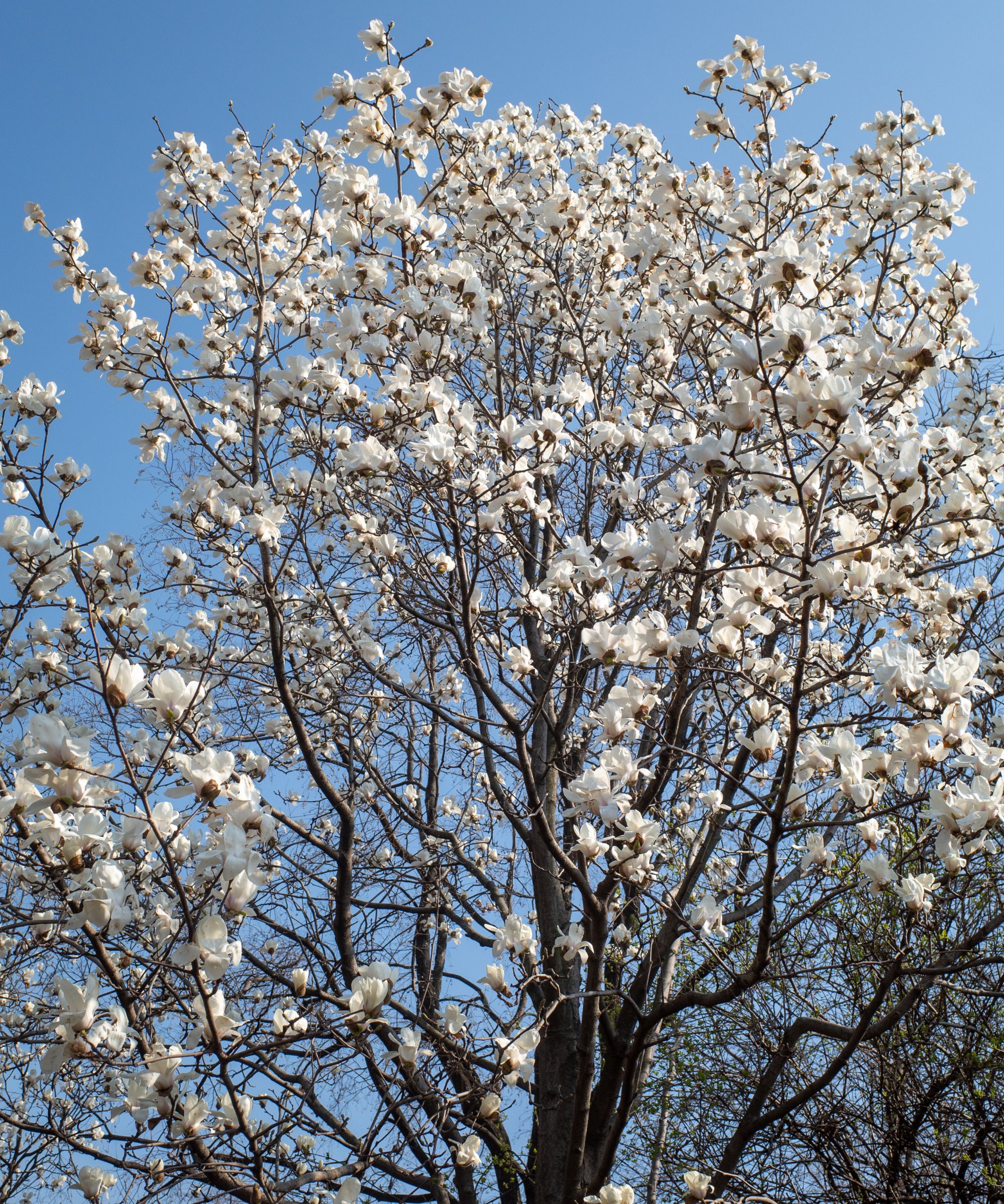 White magnolia tree