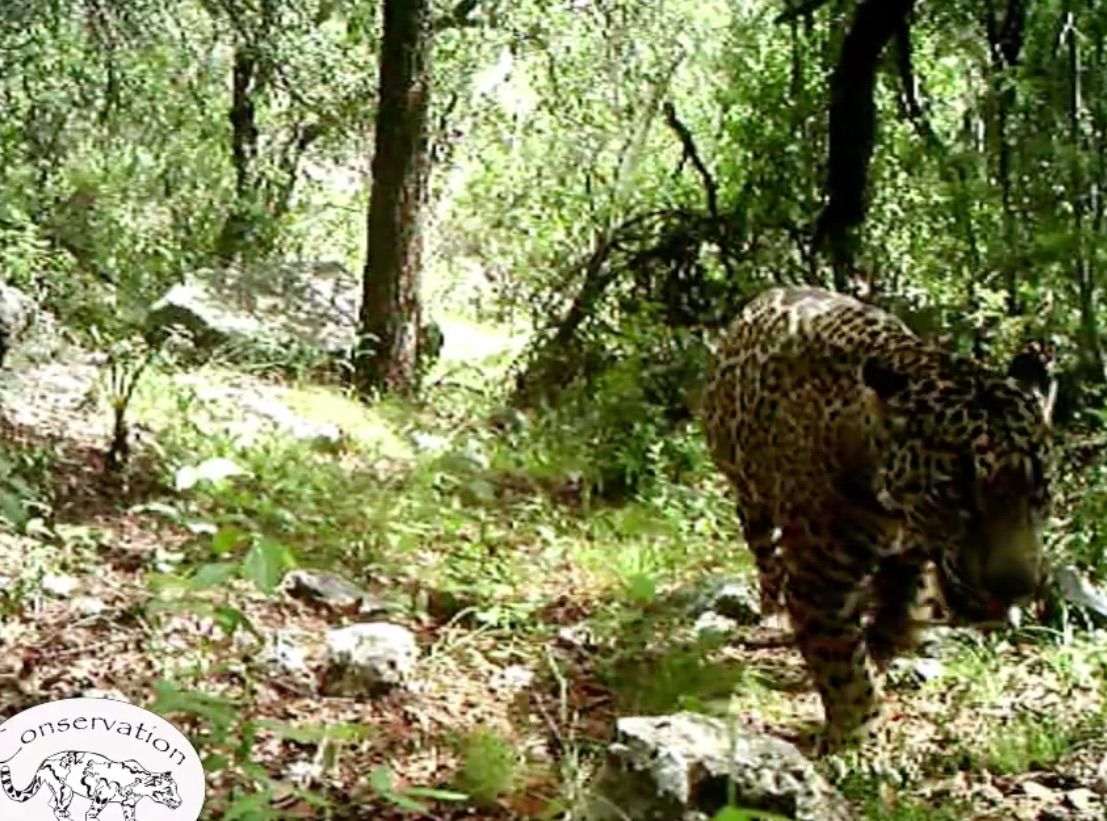 El Jefe, the only known jaguar in the United States, has been in southern Arizona for at least three years.