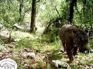 El Jefe, the only known jaguar in the United States, has been in southern Arizona for at least three years.