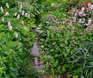 rain garden planting design