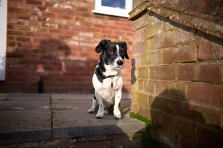 Dog portrait