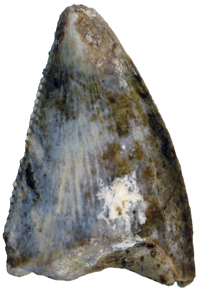 This abelisaur tooth is evidence of the first carnivorous theropod dinosaur from Saudi Arabia. Credit: Maxim Leonov (Palaeontological Institute, Moscow)
