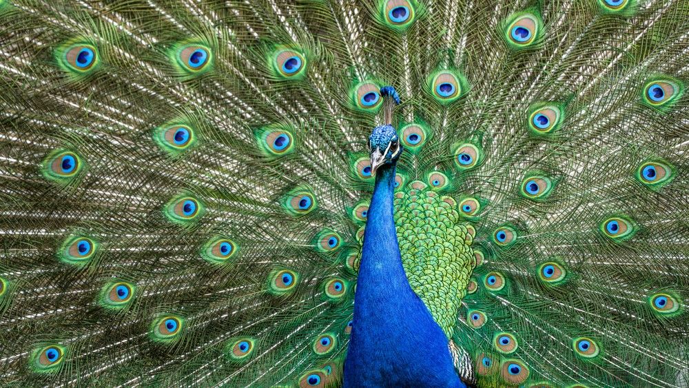 32 of the most colorful birds on Earth | Live Science