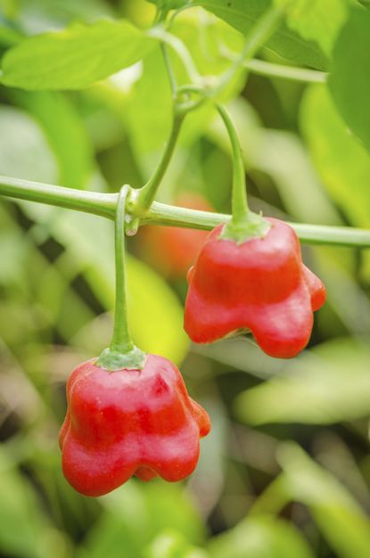 Red Hot Pepper Plants
