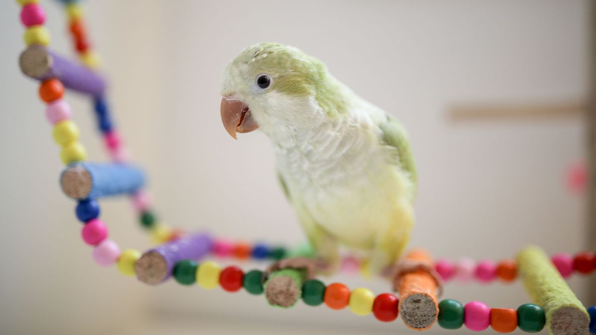 Tips for taking care of pet birds 