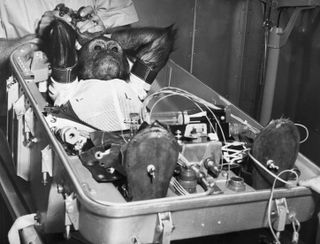 A chimpanzee named Enos before a flight designed to mimic the mission that made John Glenn the first American to reach orbit.