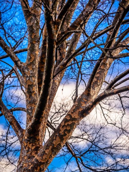 Large Drake Elm Tree