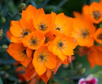 How to care for an orange star plant | Homes & Gardens