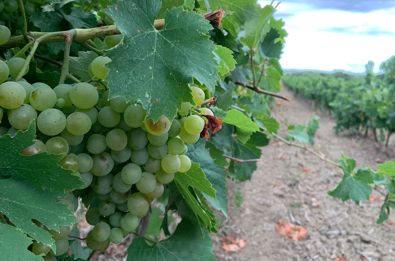 Picpoul de Pinet wines