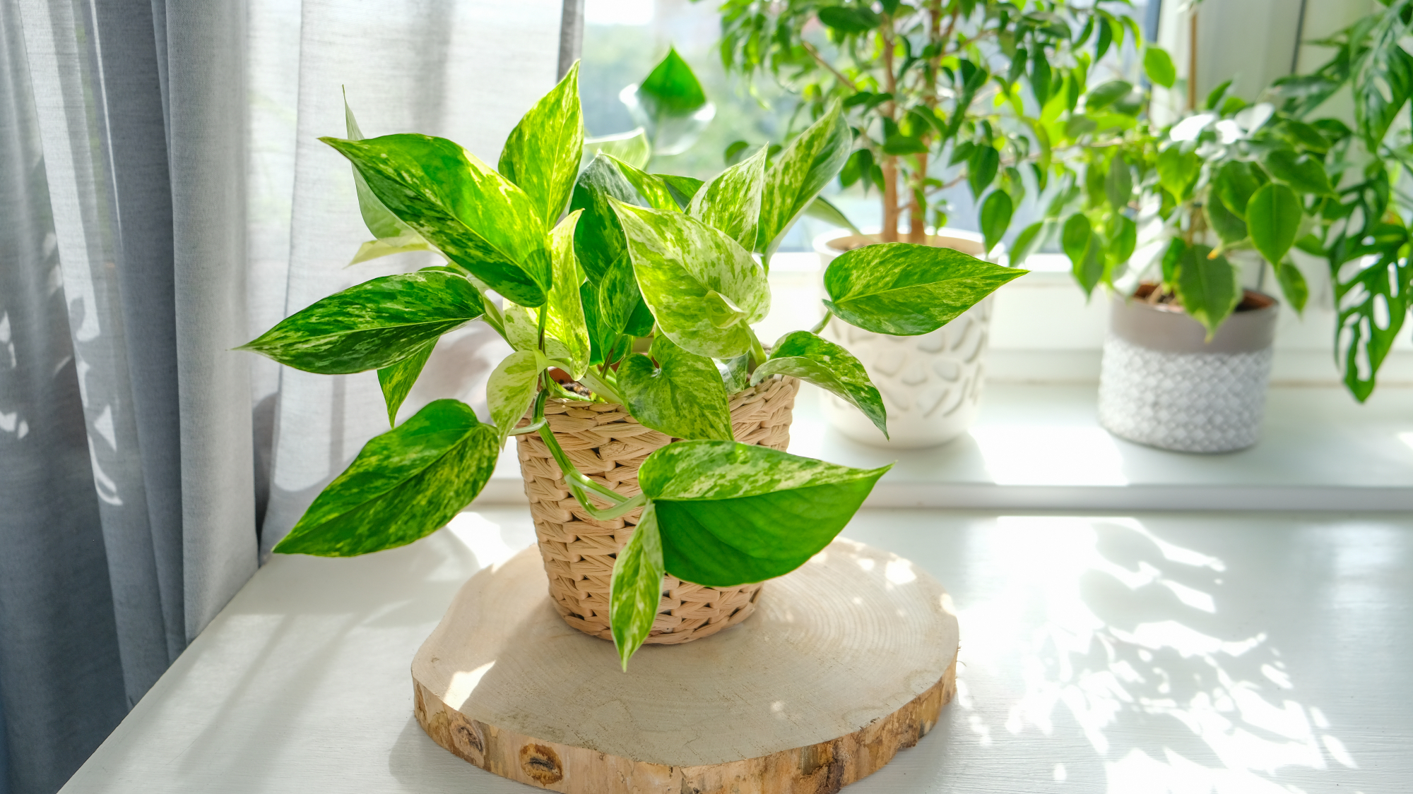 pothos plant on a windowsill with other houseplants 