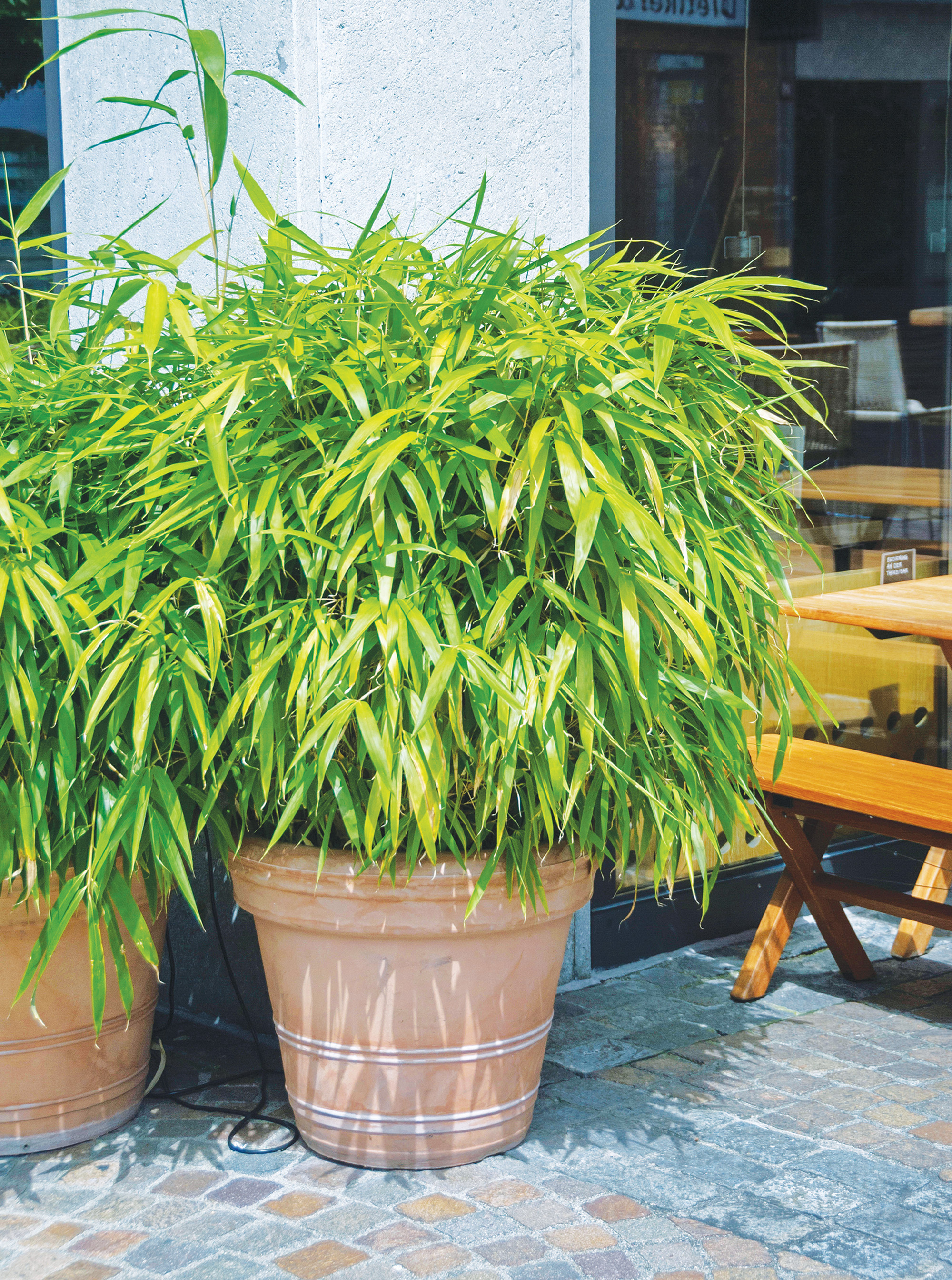 how to grow bamboo: works well in containers