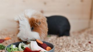 32 things guinea pigs can eat