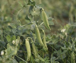 A close-up picture of pea pods growing on a pea plant