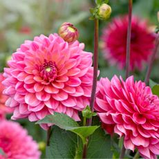 Pink dahlias blooming in a garden