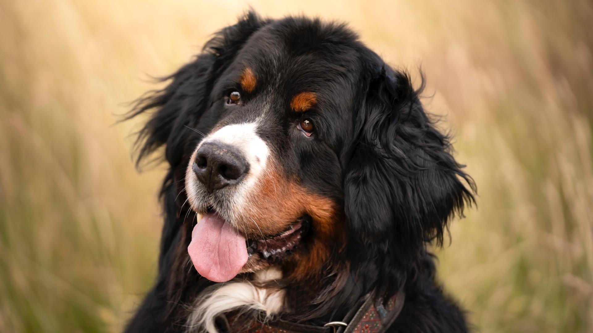 Bernese Mountain Dog