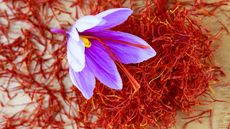 A saffron crocus flower and saffron stigmas on a wooden board
