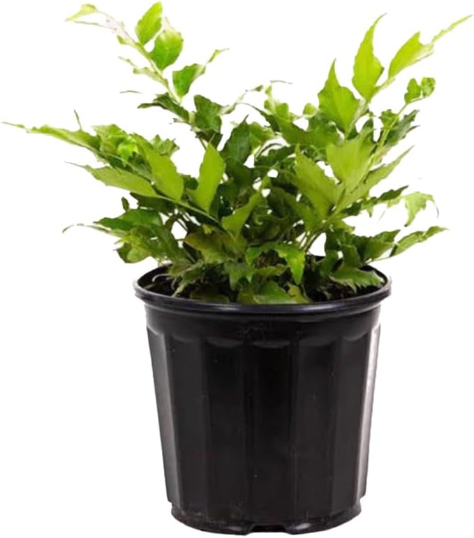 American Plant Exchange Holly Fern &amp;ndash; 6-Inch Pot &amp;ndash; Live Easy Care Shade-Loving Plant, Versatile Green Foliage for Home, Garden, Landscape, or Patio Decor