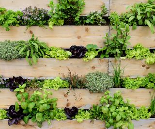 vertical garden of pallets containing salad greens and herbs