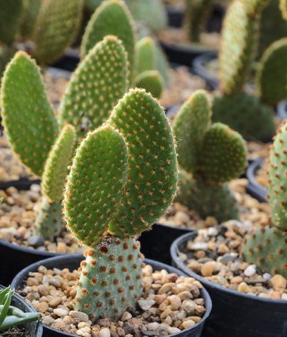 Several Potted Bunny Ear Cactus Plants