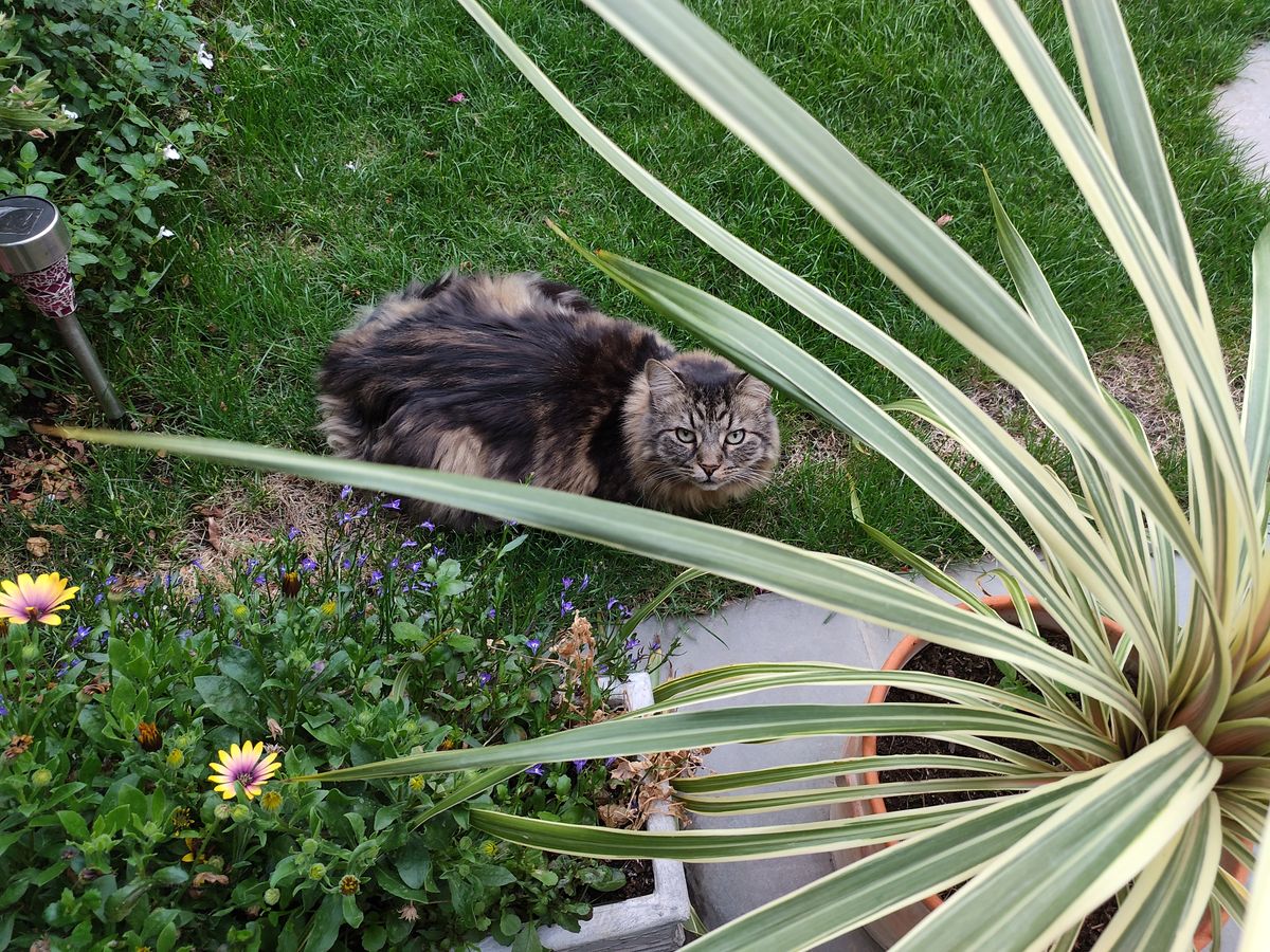 Photos taken on the Nubia Red Magic 7s Pro