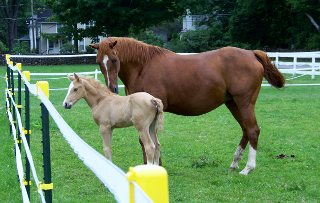 joeyfoal1