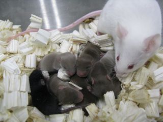 Mouse Babies from Space Sperm