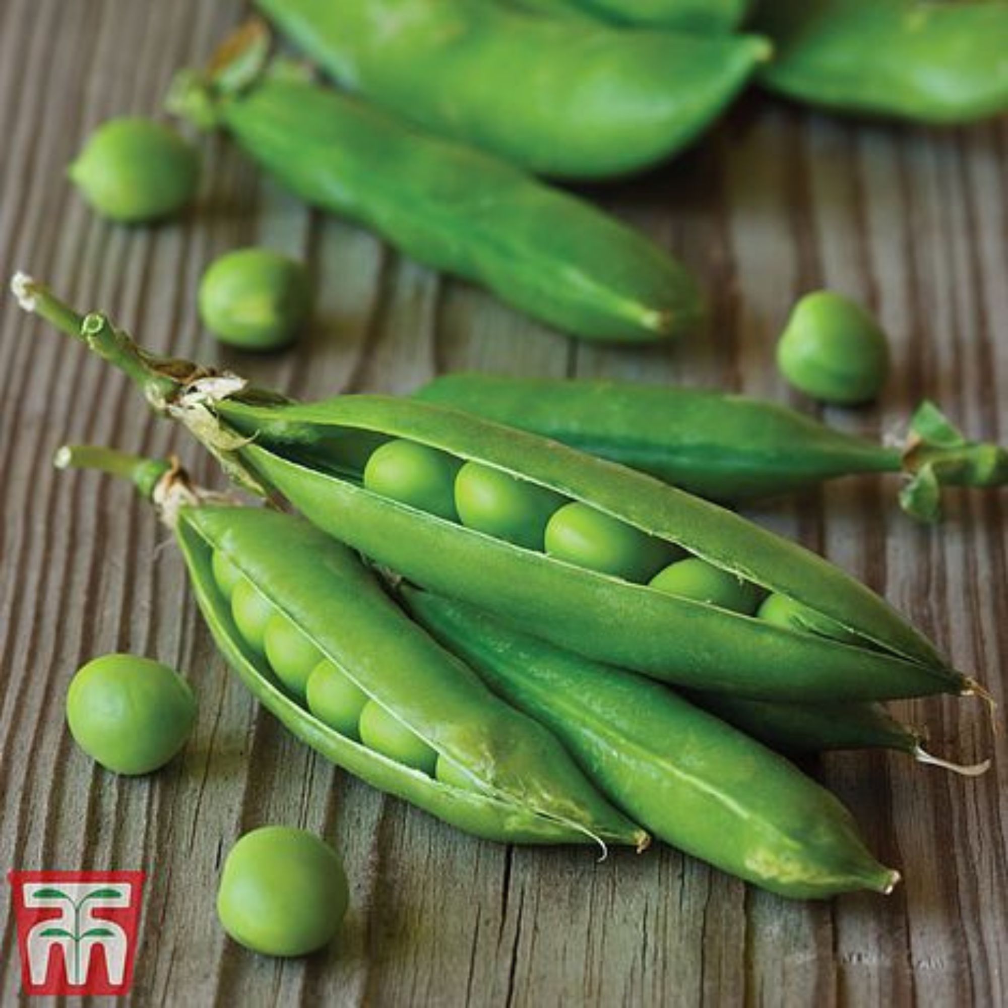 Thompson & Morgan Pea (First Early) 'Meteor' pods