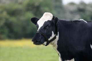 Cow wearing ZELP wearable device that neutralises their methane emissions