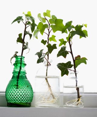 ivy cuttings in water