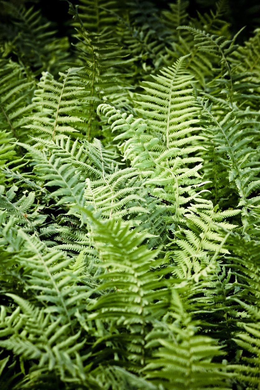 Green Autumn Fern Plant