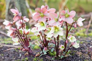 Pink and white hellebore growing in a garden