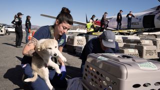 Vets loading dog onto plane to be evacuated