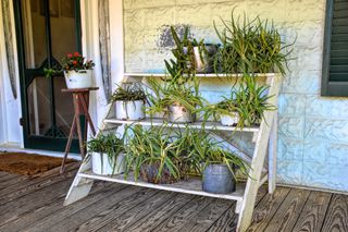 Ladder shelf with plants on an American front porch