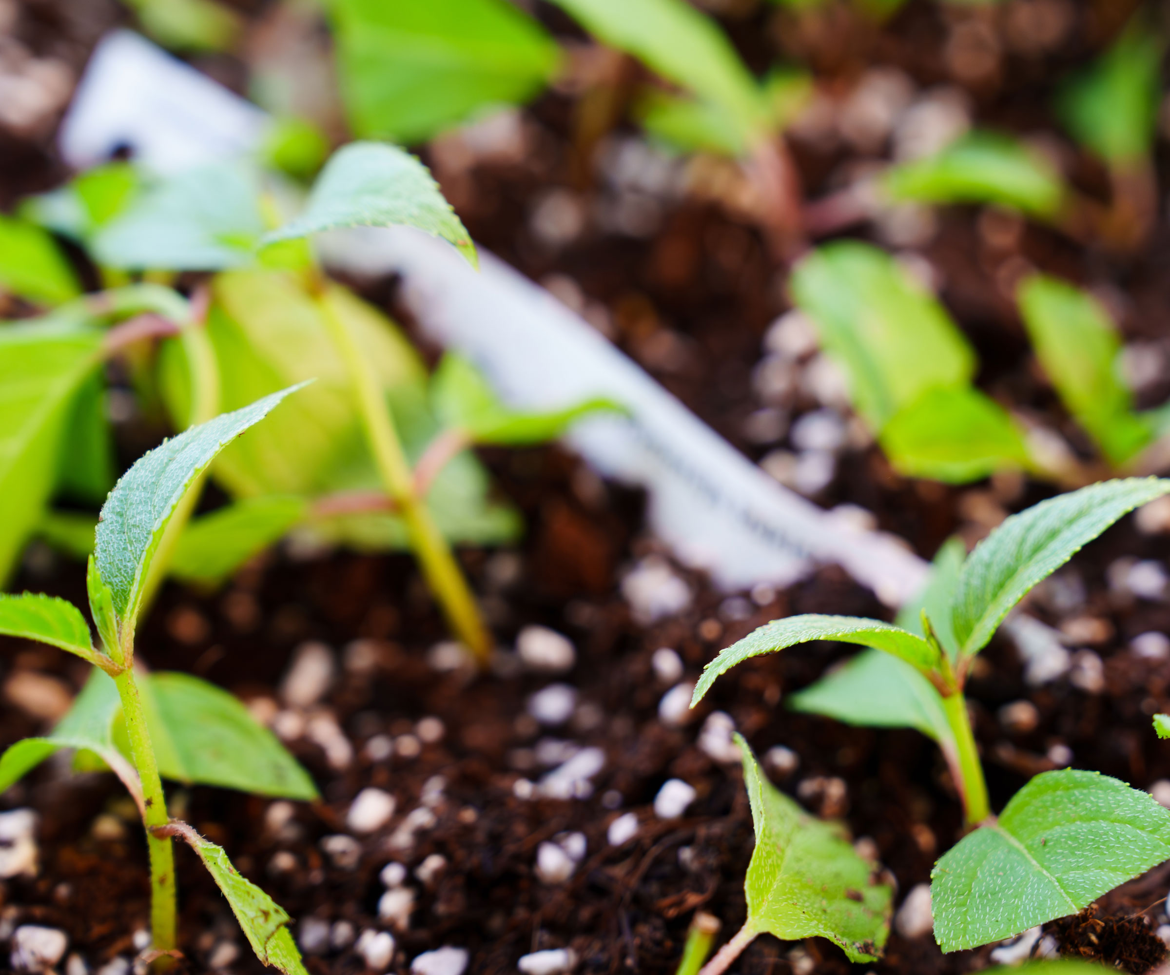 seedlings growing in homemade seed starting mix