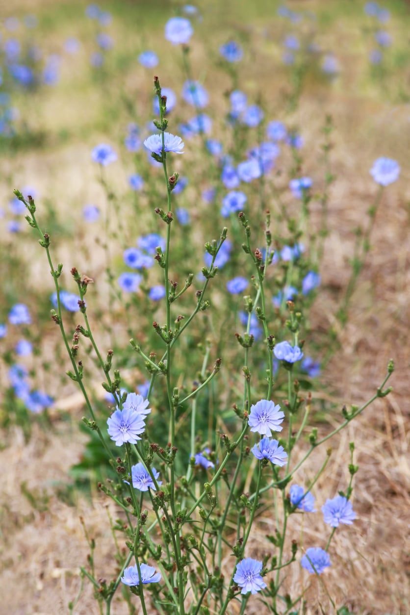 Chicory Rash What’s Wrong With My Chicory – Troubleshooting Chicory Plant Problems ...