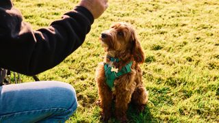 Dog being trained