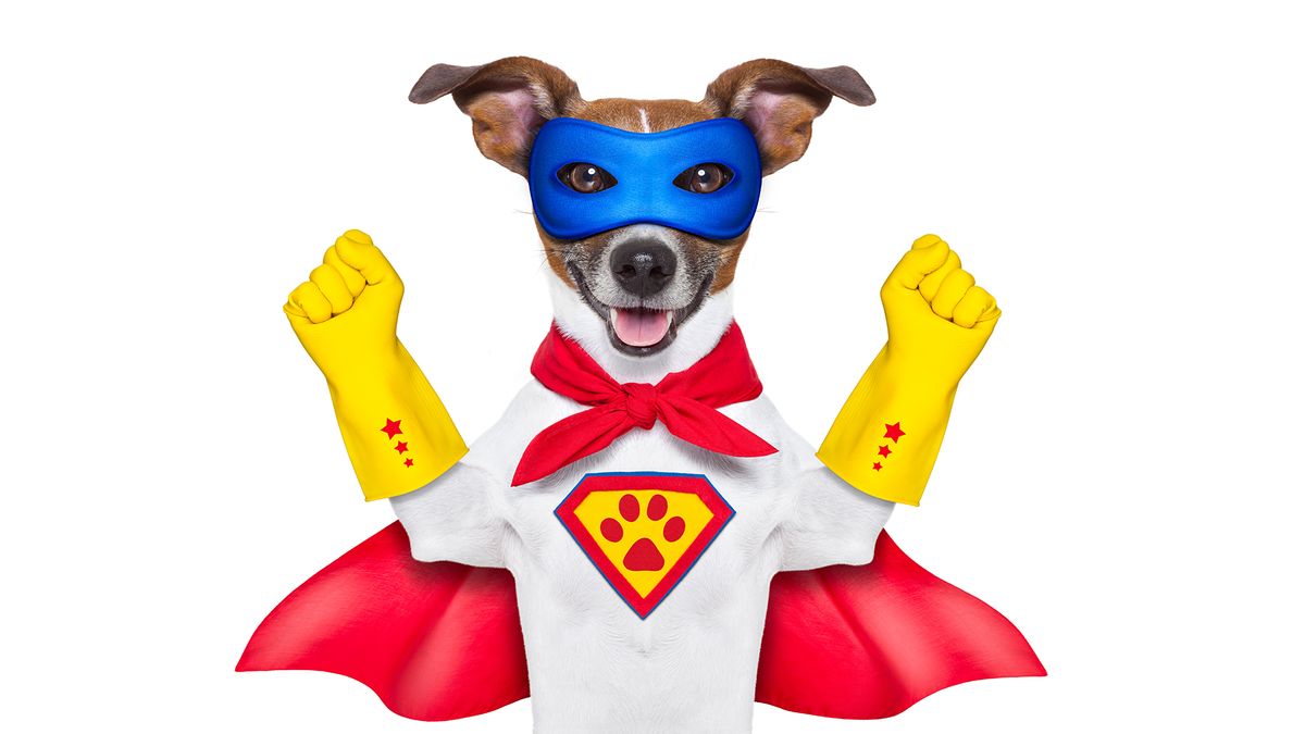 A dog dressed as a superhero wears a mask and cape.