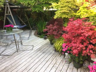 acers in pots on decking