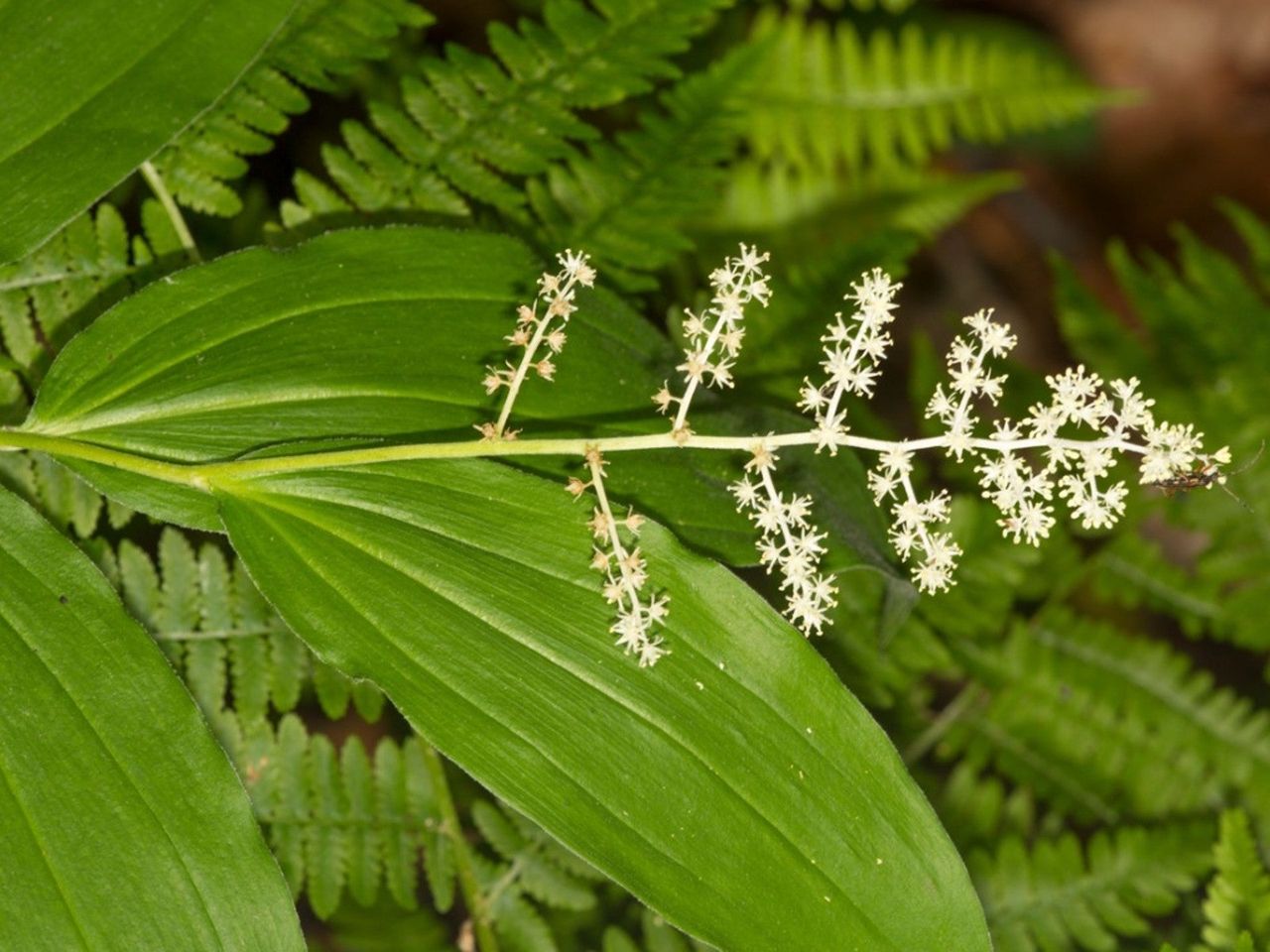 A tuft of white flowers on a False Solomon&#039;s Seal plant