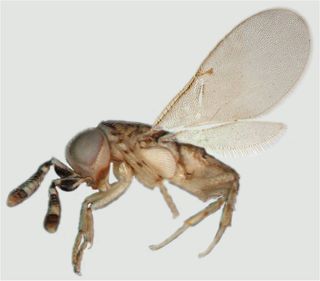 Hymenoptera on white background