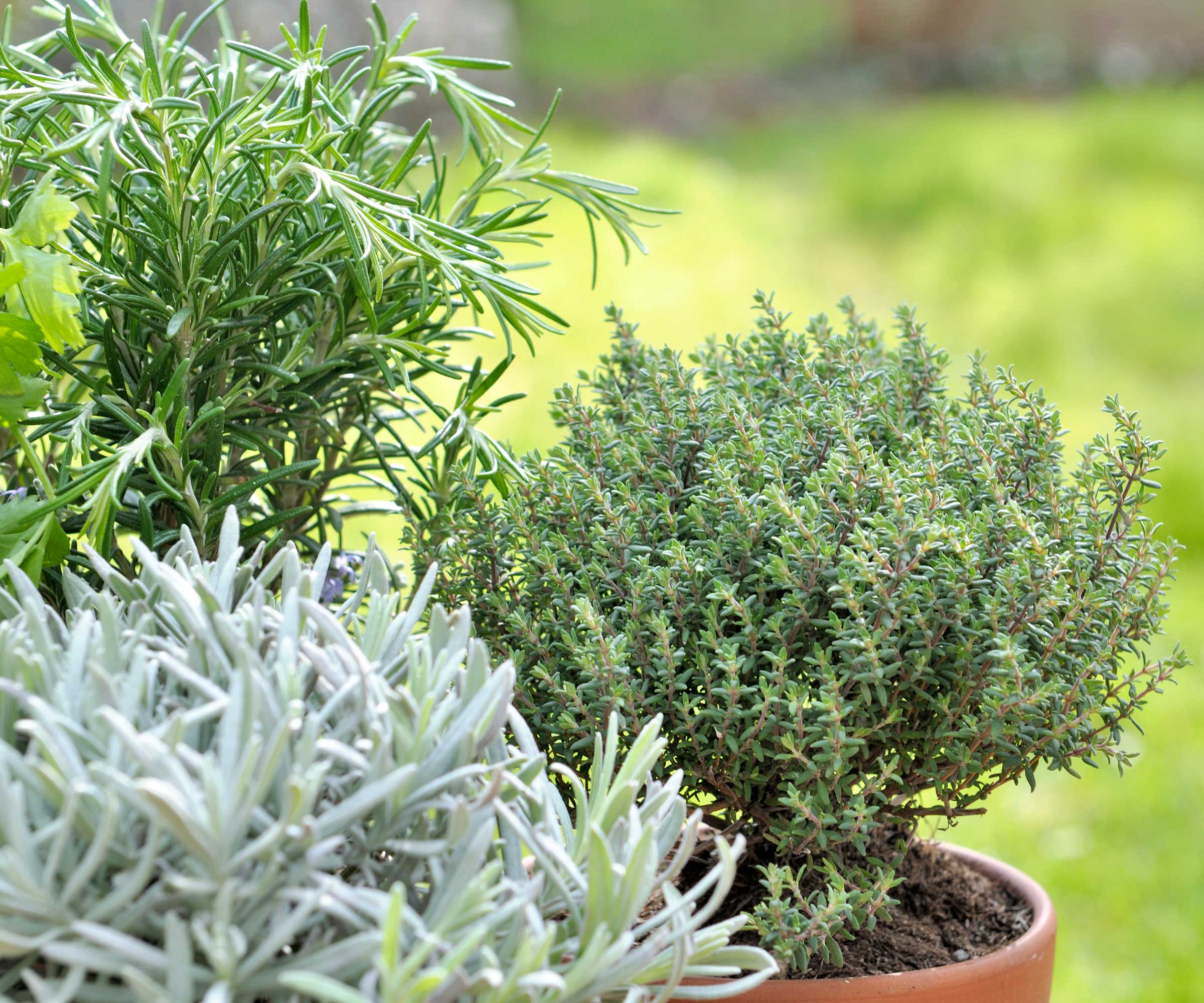 potted garden herbs