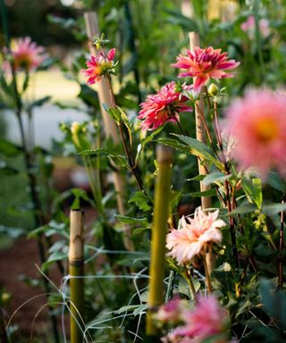 Dahlias growing in Dee's garden