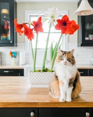 A cat sits next to potted amaryllis flowers on a table