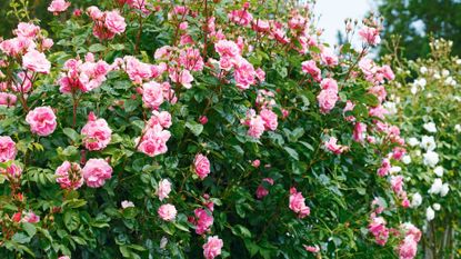 rose shrub in garden