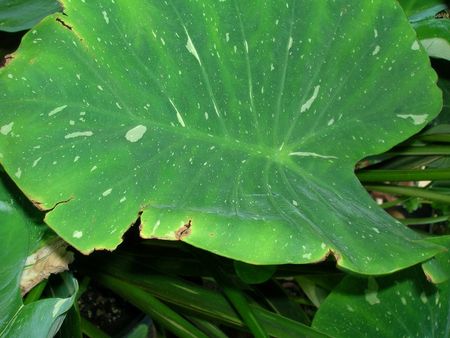 Large Elephant Ear Plant Leaf With Brown Edges