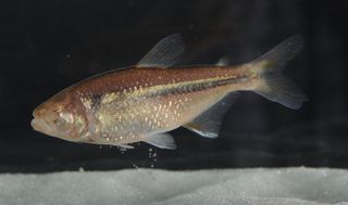 dark-colored cavefish collected from a cave called Caballo Moro in northeastern Mexico