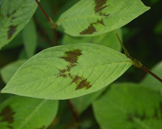 Maroon chevron on the leaves of Persicaria virginiana var. filiformis 'Compton's Red’