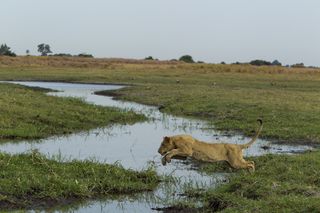 The killing of an adult male in a pride can throw the group into chaos, Dereck said. For example, this makes the pride more vulnerable to attack from an outside group of males, leading to upheaval and the almost certain killing of any young cubs, Dereck s