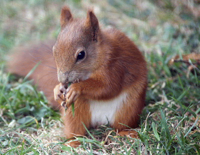 red-squirrel.gif