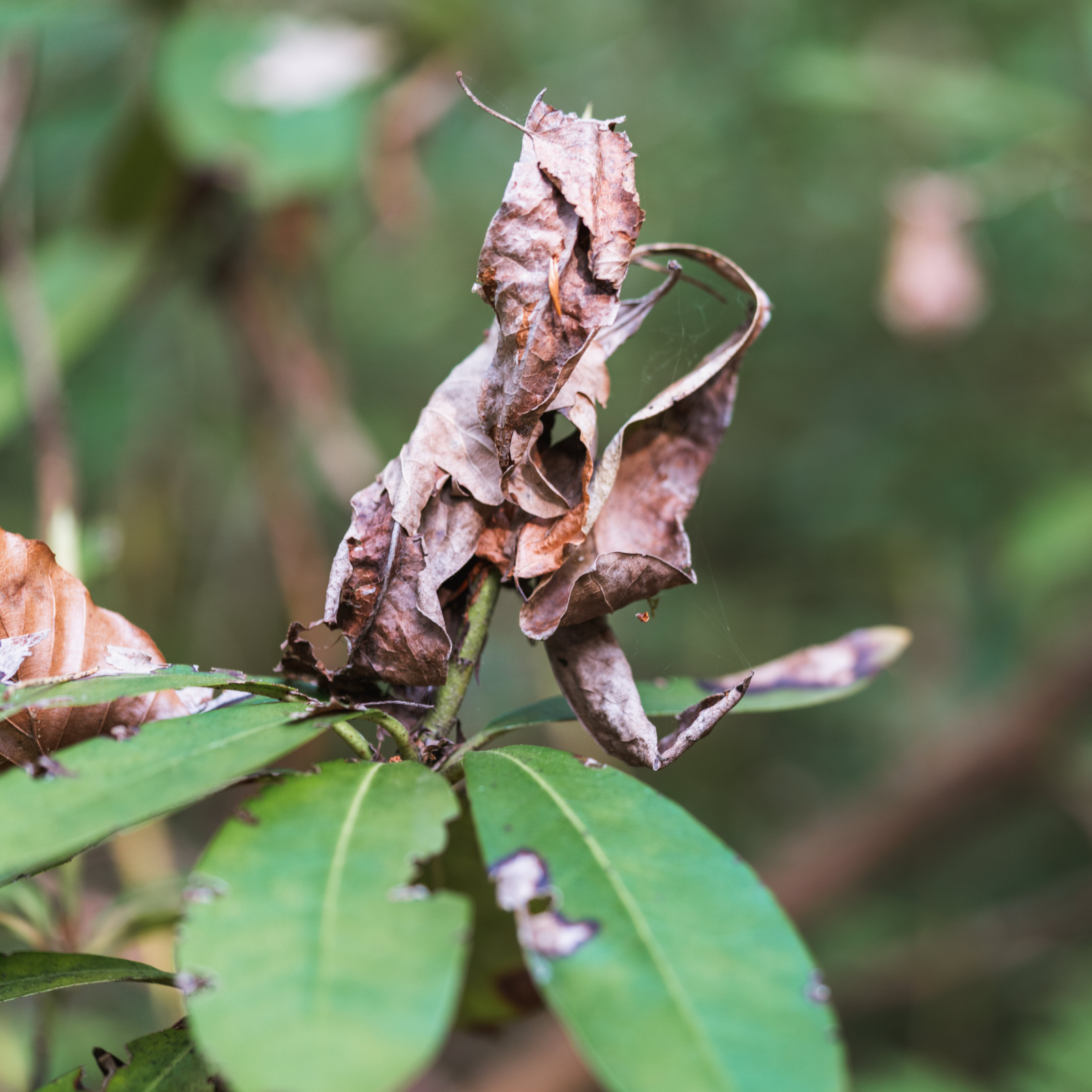 Dead and crunchy azalea leaves